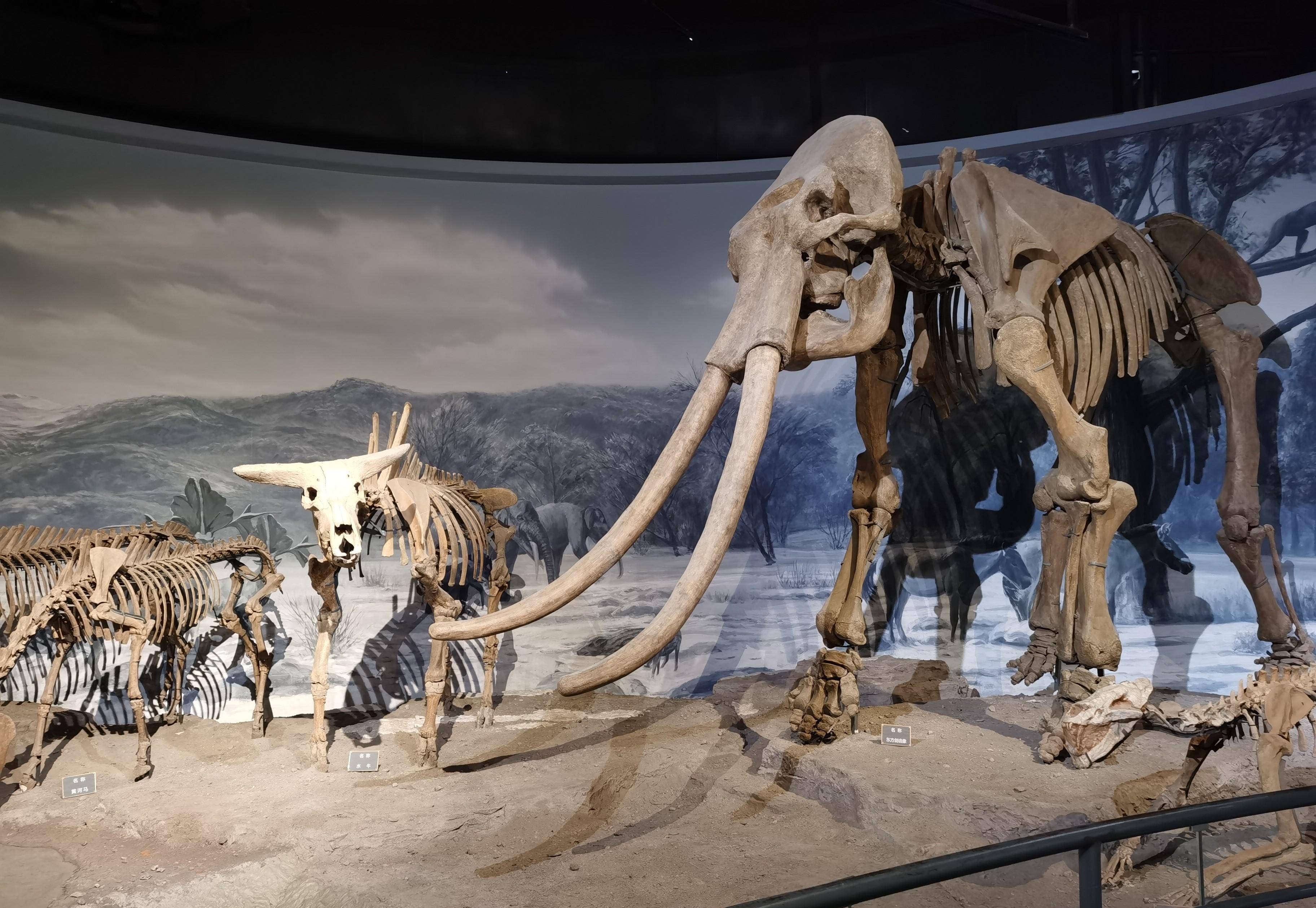 一探南京汤山猿人洞的秘密,深入了解后,让我惊叹不已_葫芦_头盖骨