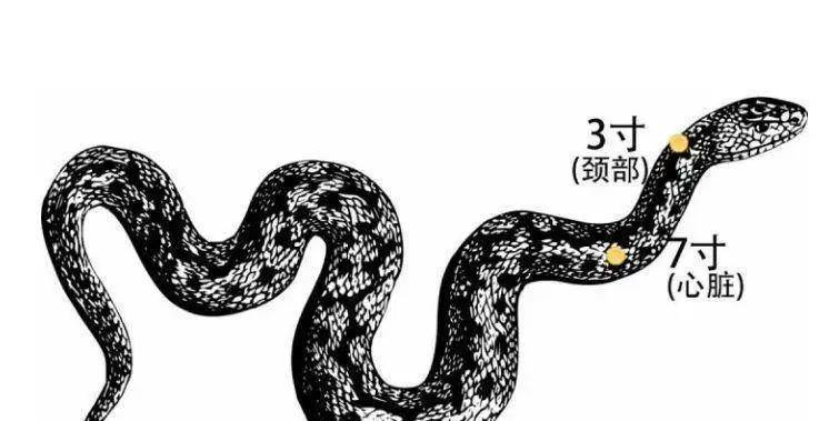 打蛇要打七寸,那么蛇的七寸又在哪里?打了究竟有没有用处呢?