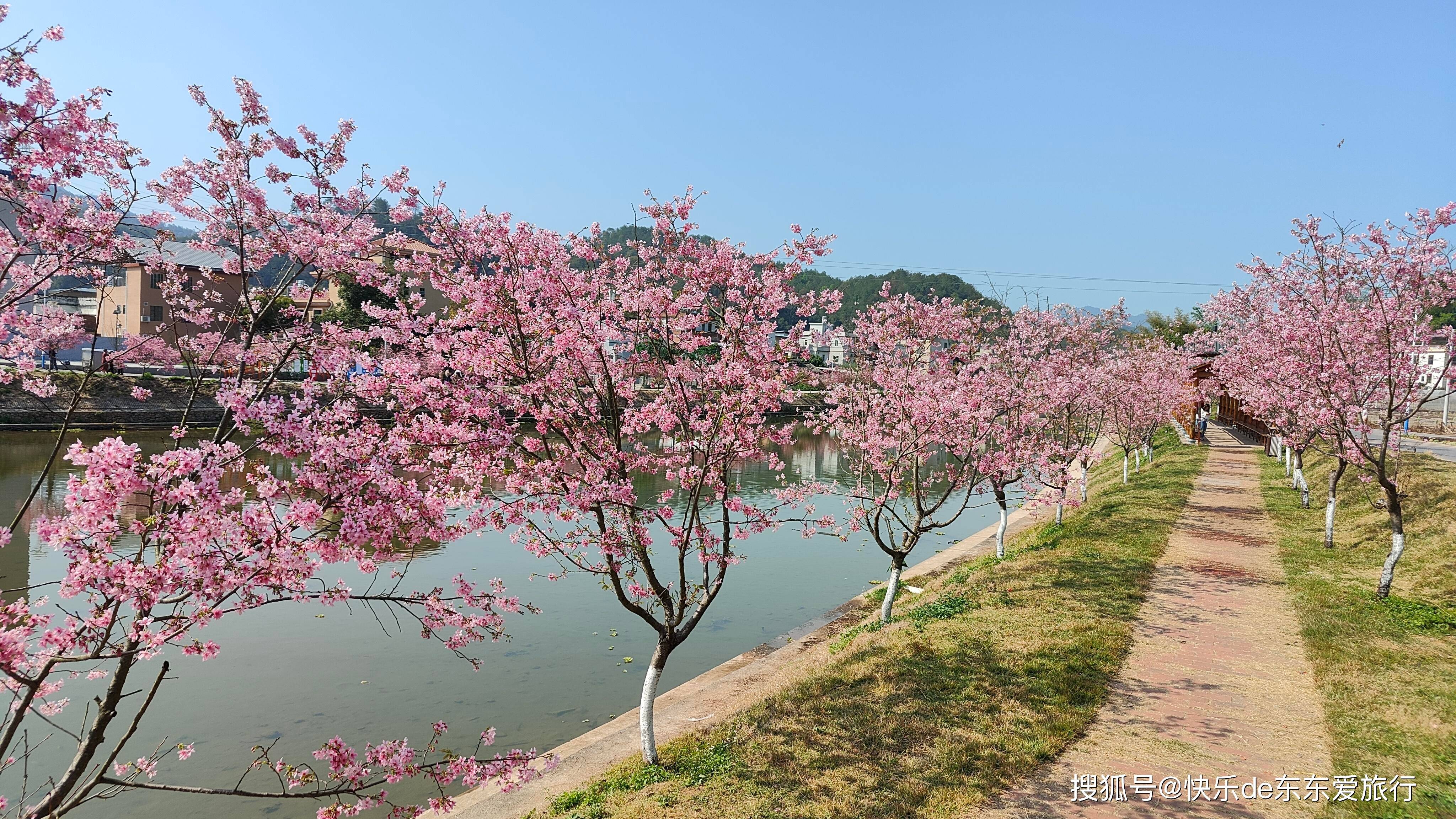 梅州西阳直坑村,三月樱花醉游人,河畔赏花河里捞鱼浪漫享不尽