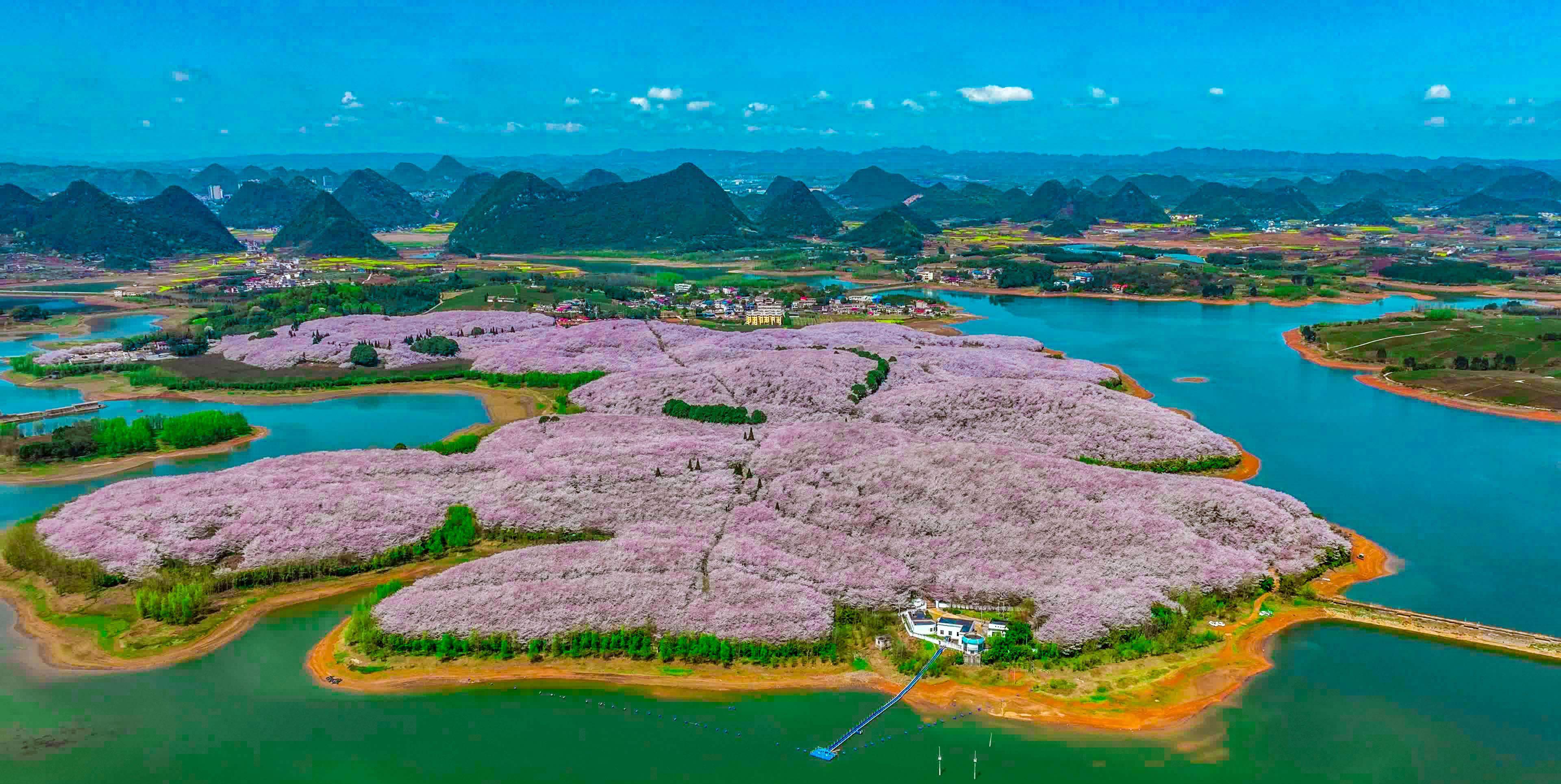 平坝樱花基地图片