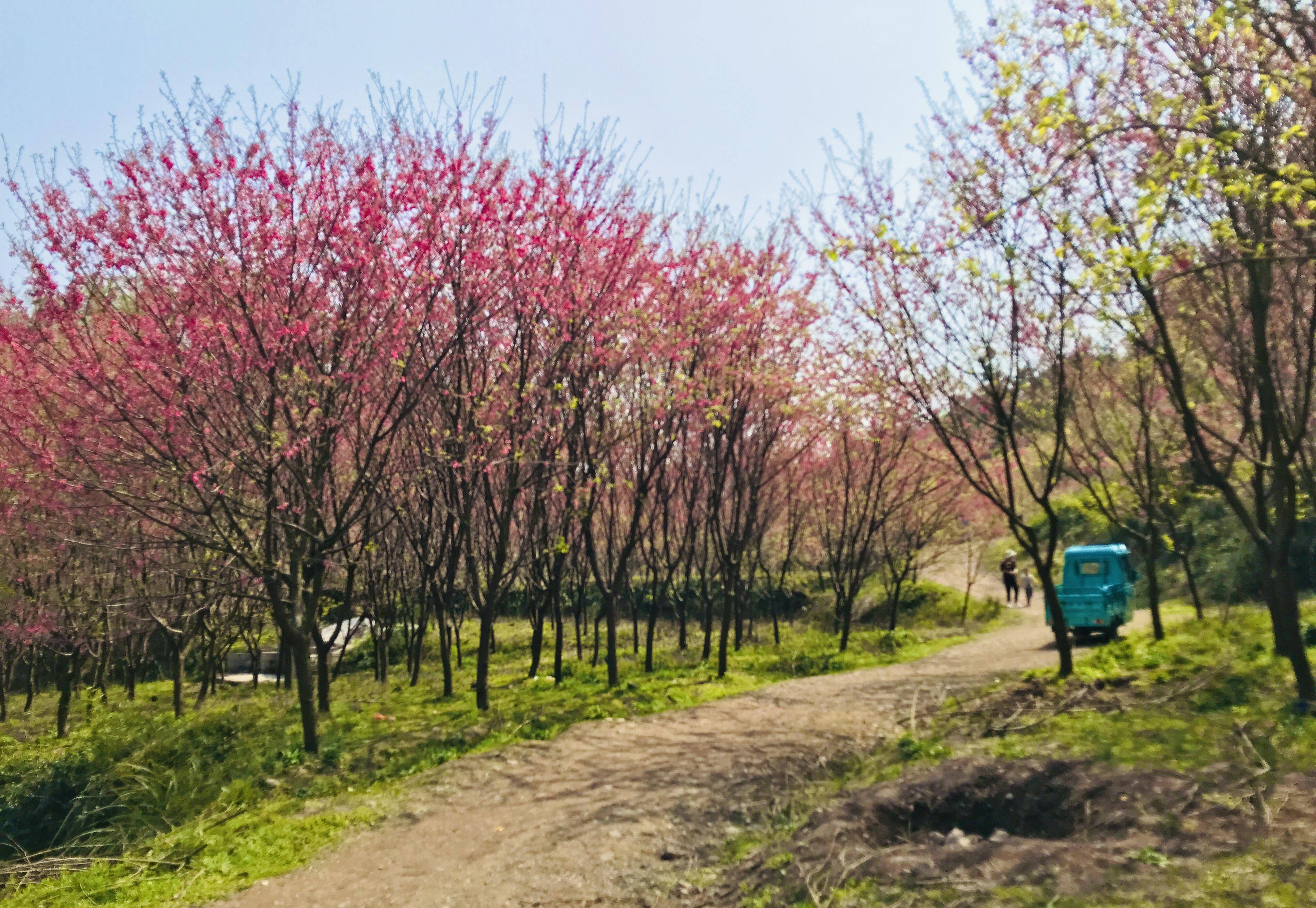 米积村樱花图片