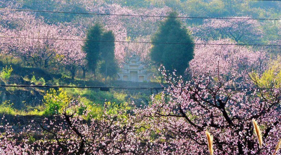 兴义顶效镇桃花谷:漫山遍野桃花开,美翻天,快快打卡