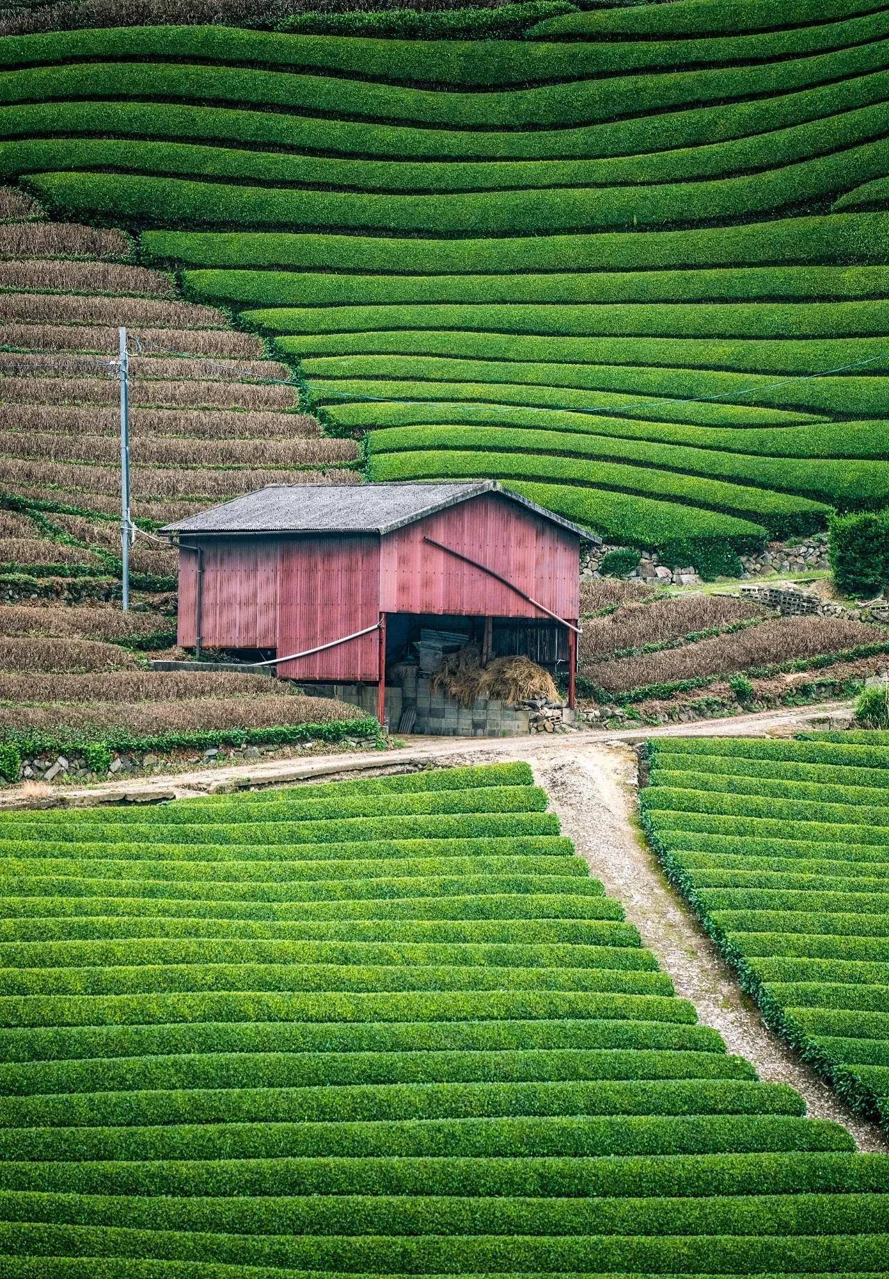 位于国外京都的宇治茶园,位列国外三大名茶的"宇治茶"起源于比叡山