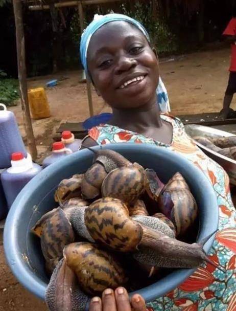 广东人都嫌弃的,在非洲一年消灭1千万_蜗牛_中国_危害