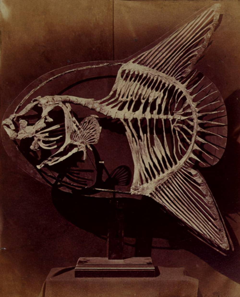 翻车鱼每次产卵3亿枚,为何是易危生物?