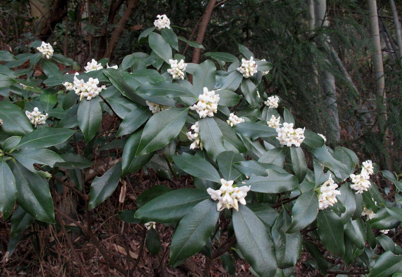 四明山区发现罕见的毛瑞香,现在正是盛花期_龙观乡_公路_溪口镇