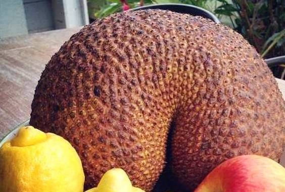 全球最妖娆的水果,梨子的"屁股"最性感?最后一个10年才成熟!