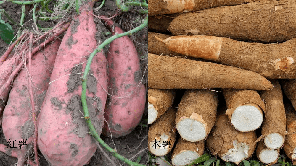红薯和木薯虽然都是制作淀粉的主要原料,名字只有一字之差,却是两个