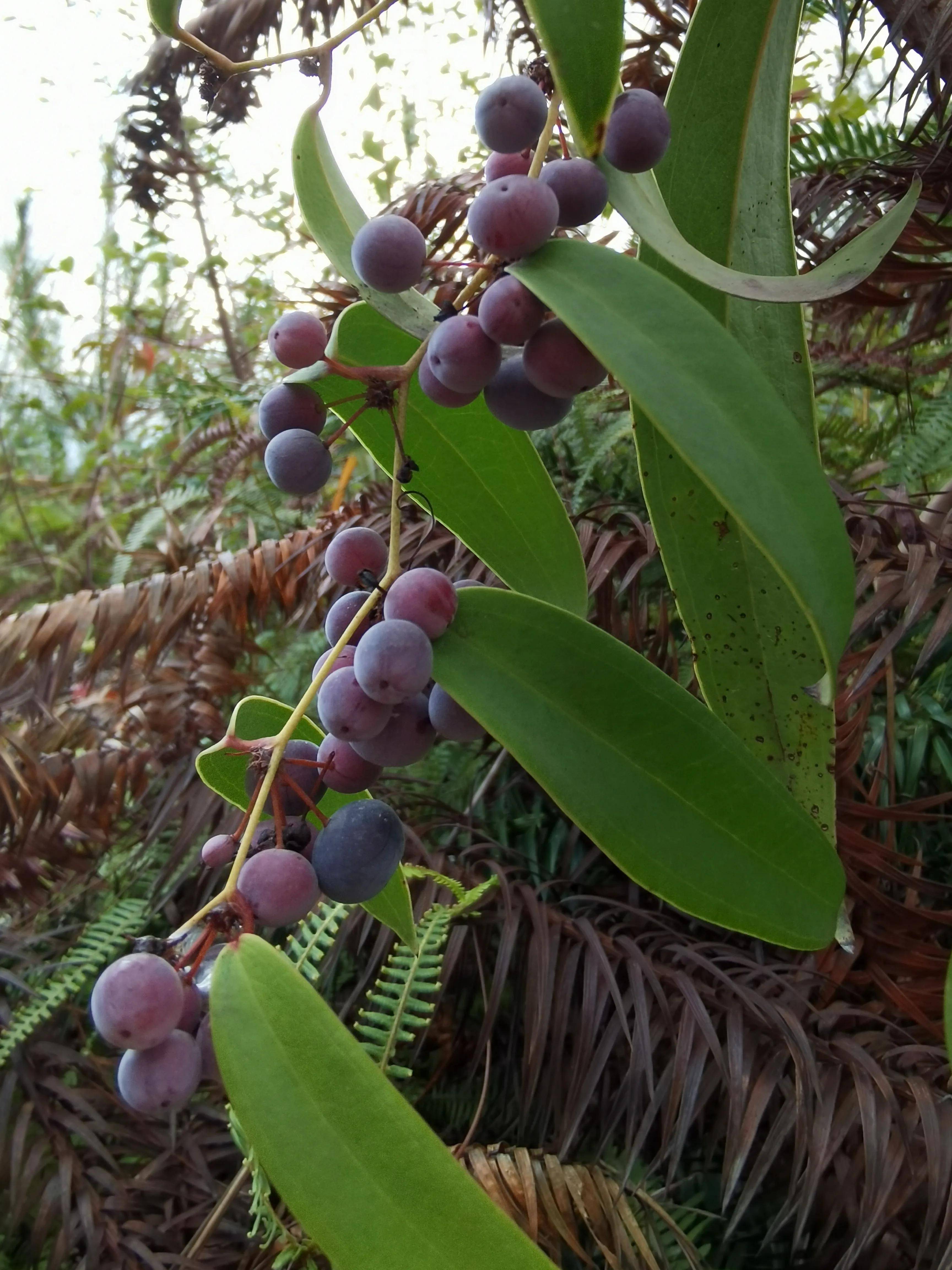 茯苓植株全图图片