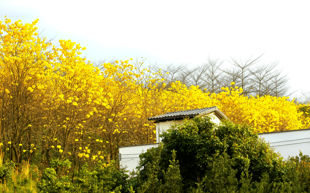 广东人赏花必去,满村的黄花风铃木,错过再等一年