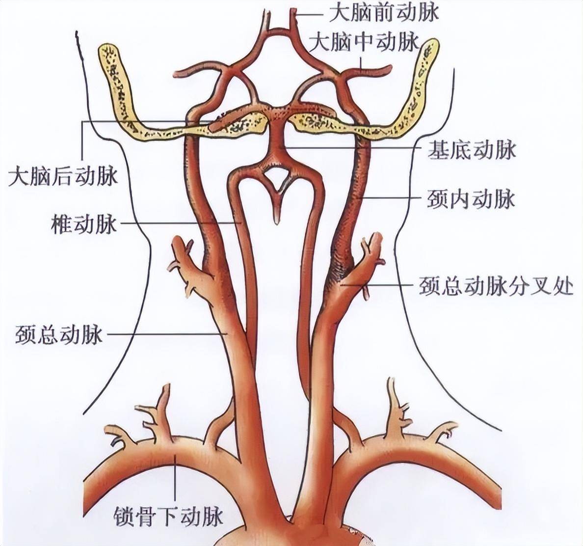 脑动脉供血区域图示图片