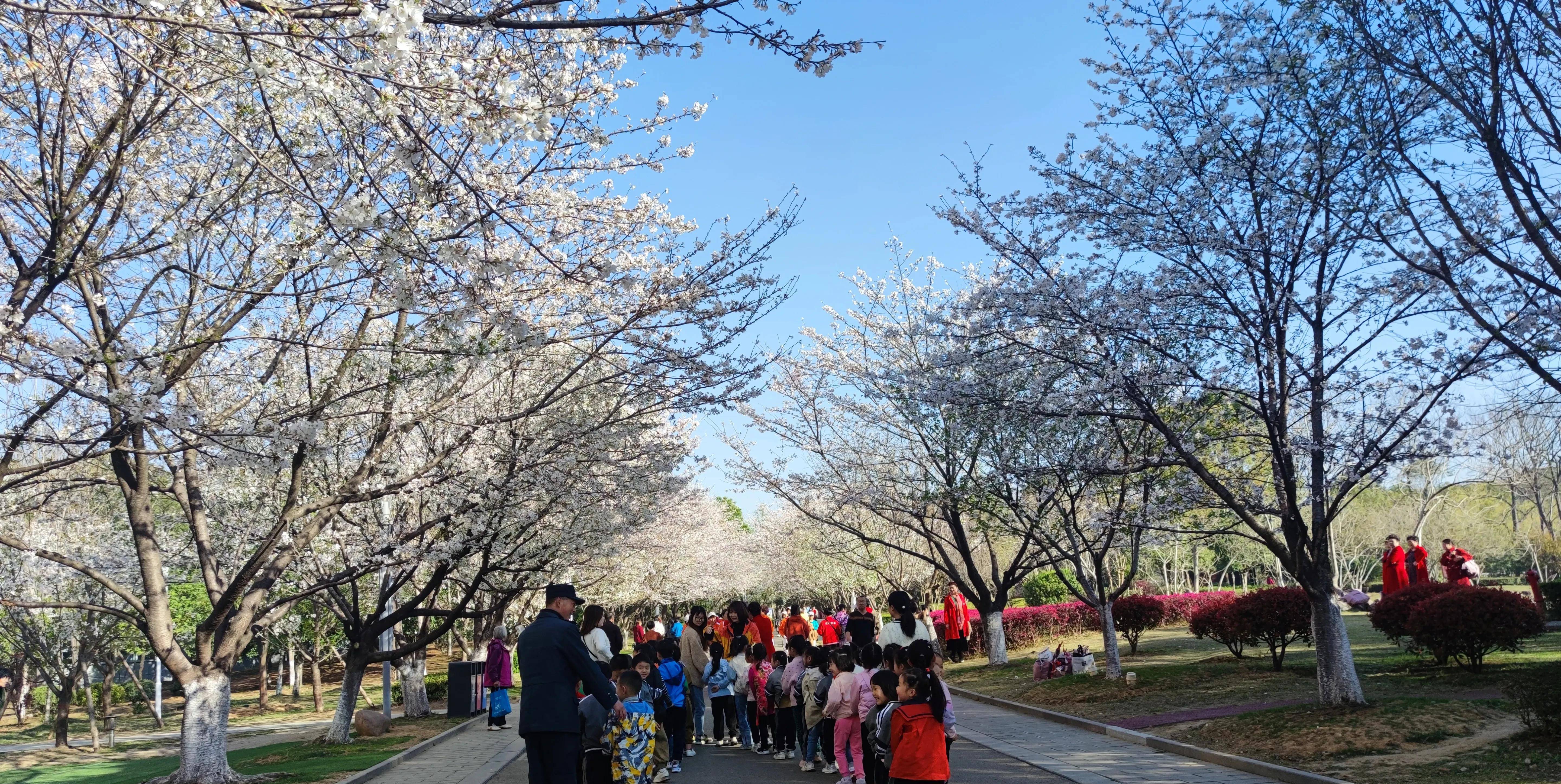 宜都文峰公园樱花图片