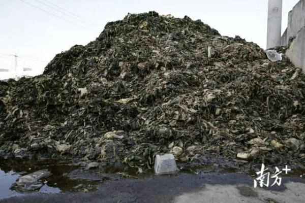 玉蕾橄榄菜生产环境堪忧：苍蝇乱飞、污水横流、