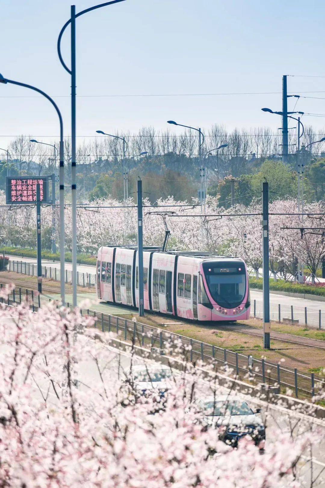滨河路站3号口火啦!_樱花_摄影_专列