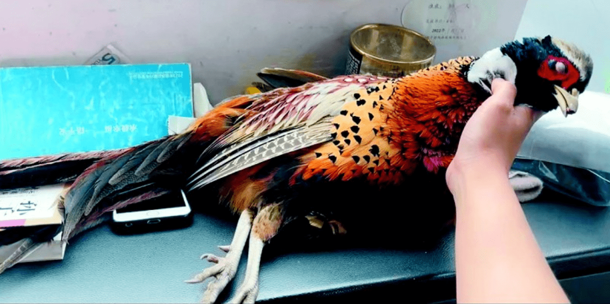 她说,当时大客车正往大连方向行驶,行至瓦房店附近路段时,一只野鸡从