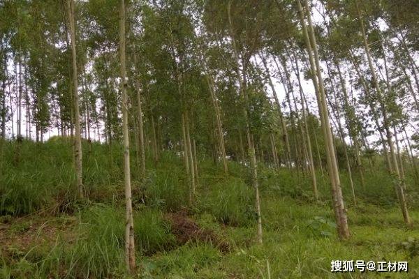 桉木是最差的实木吗?解析桉木的优缺点和适用场景_家具_加工_木材