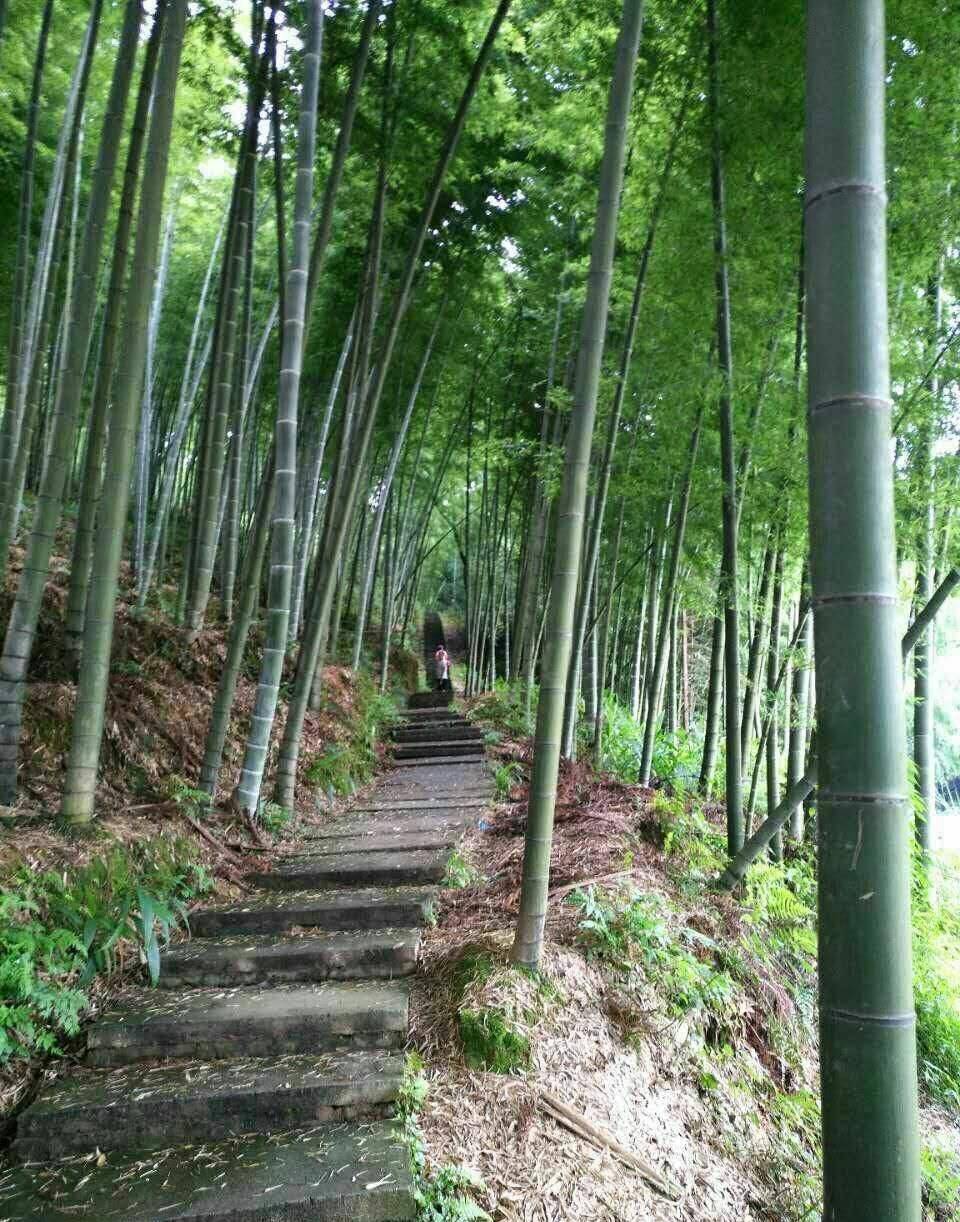 风景照真实竹林图片