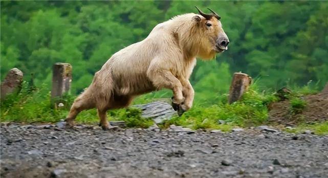 陕西男子偶遇受伤怪牛,能听懂人话通人性,网友一看:牢底坐穿牛_羚牛