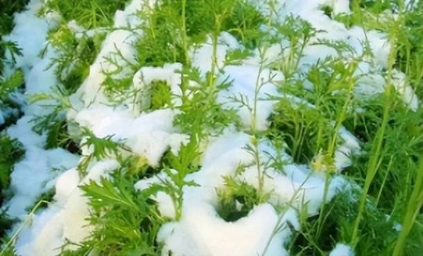雪地里这种菜,才是蔬菜之王,钙是牛肉73倍烧海鲜是一绝_雪里蕻_美味