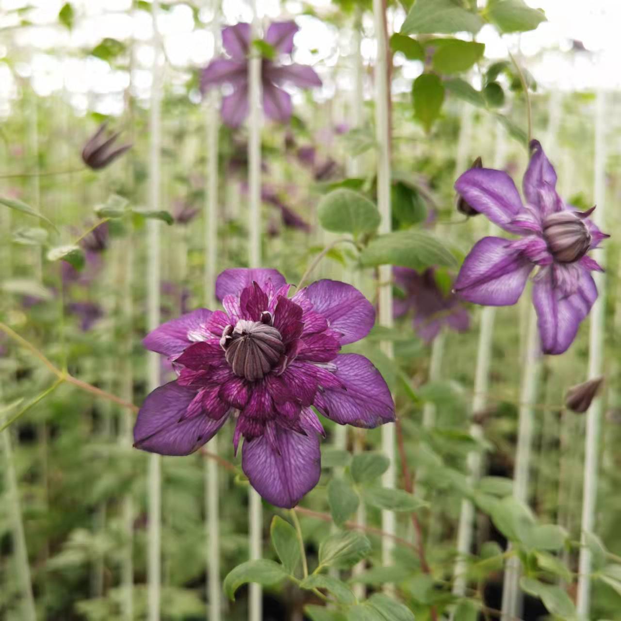 万人迷f系铁线莲,花量大,全国都可种_花瓣_cm_紫色