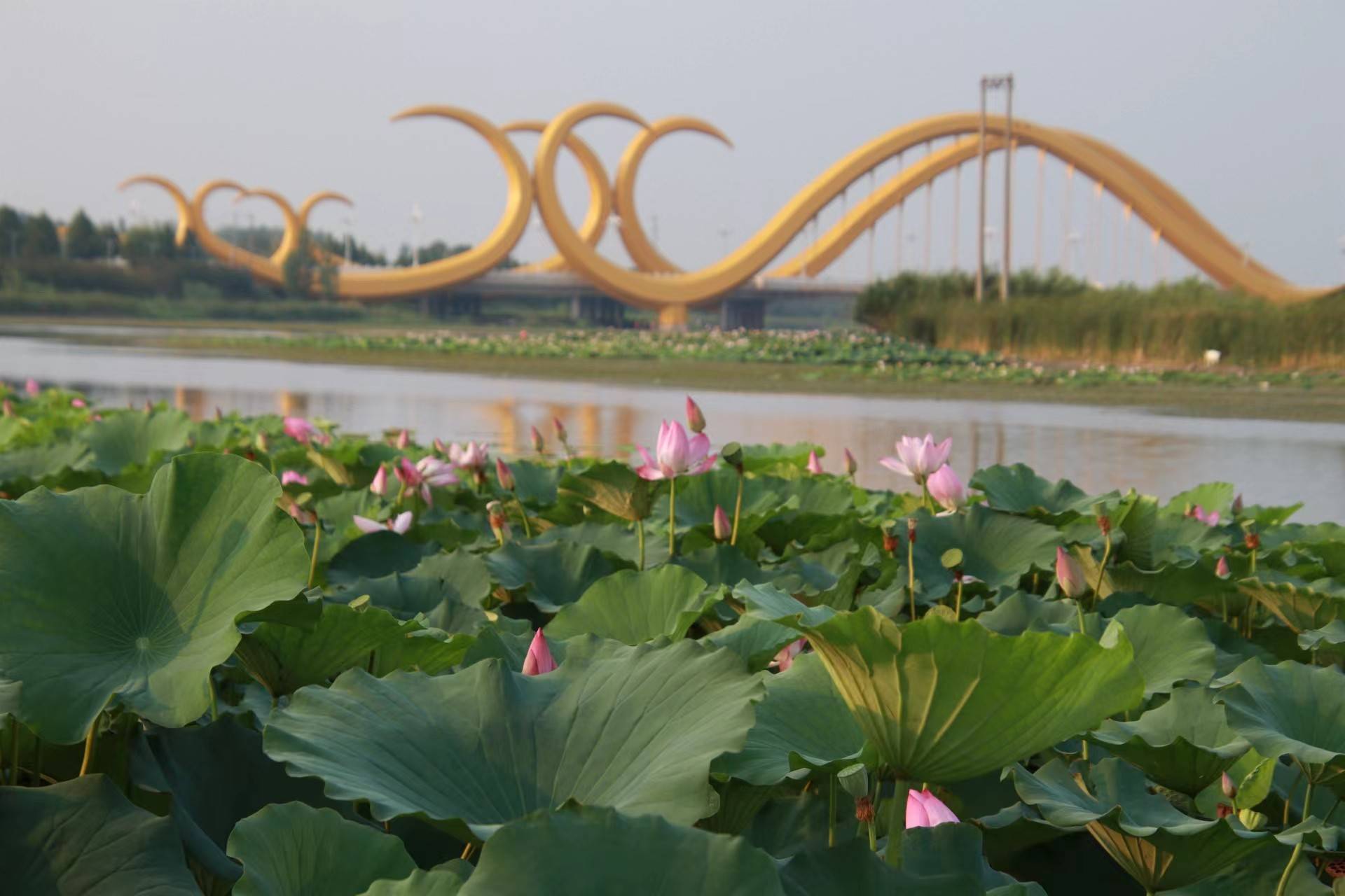 选址就在传说中的西平县著名打卡点凤凰桥北,登上凤凰桥北侧观景台