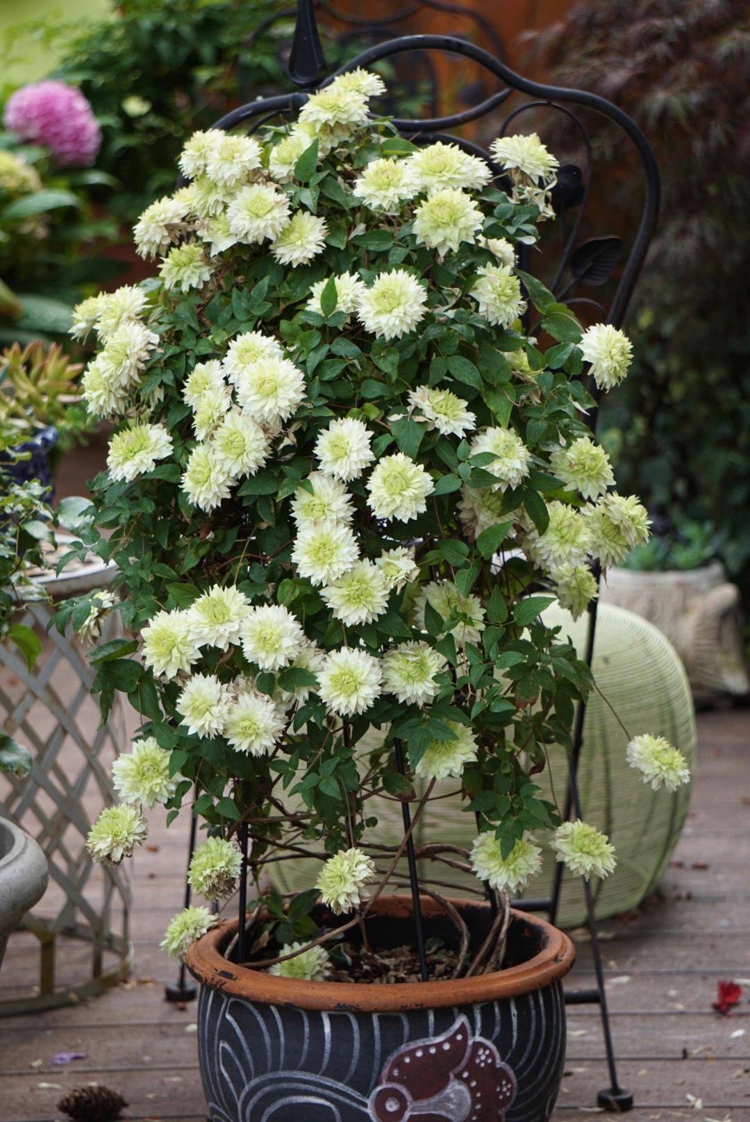 北阳台养铁线莲,就选"小绿",耐阴好养,美如玫瑰,多季节开花_种植_阳光