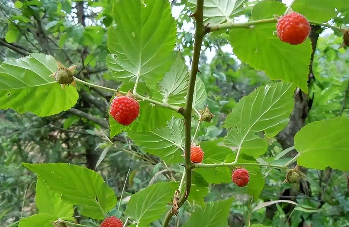 俗称"三月泡",儿时放牛的零食,如今又熟了,吃过的都"老"了_树莓_水果