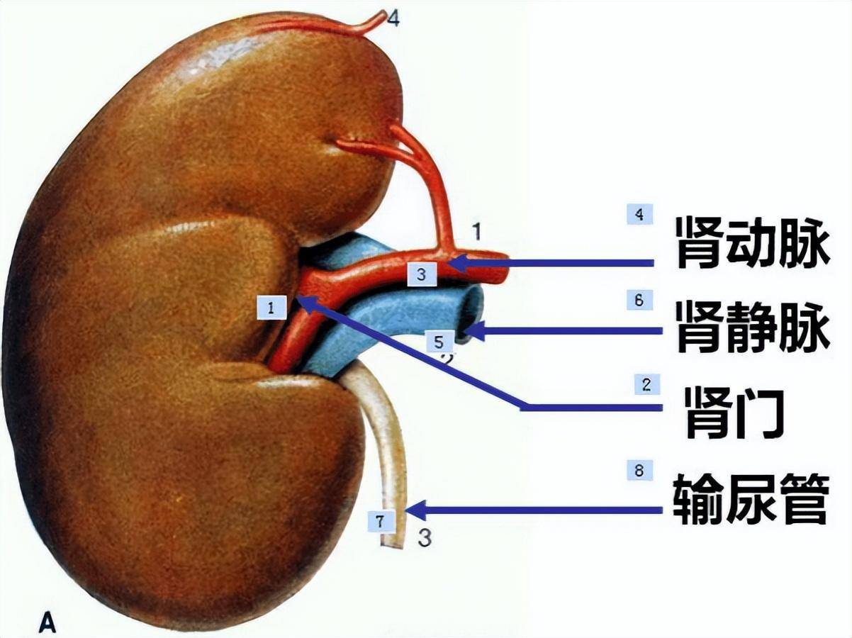 肾门:顾名思义,肾脏的入口门户,作为肾脏的前台,主