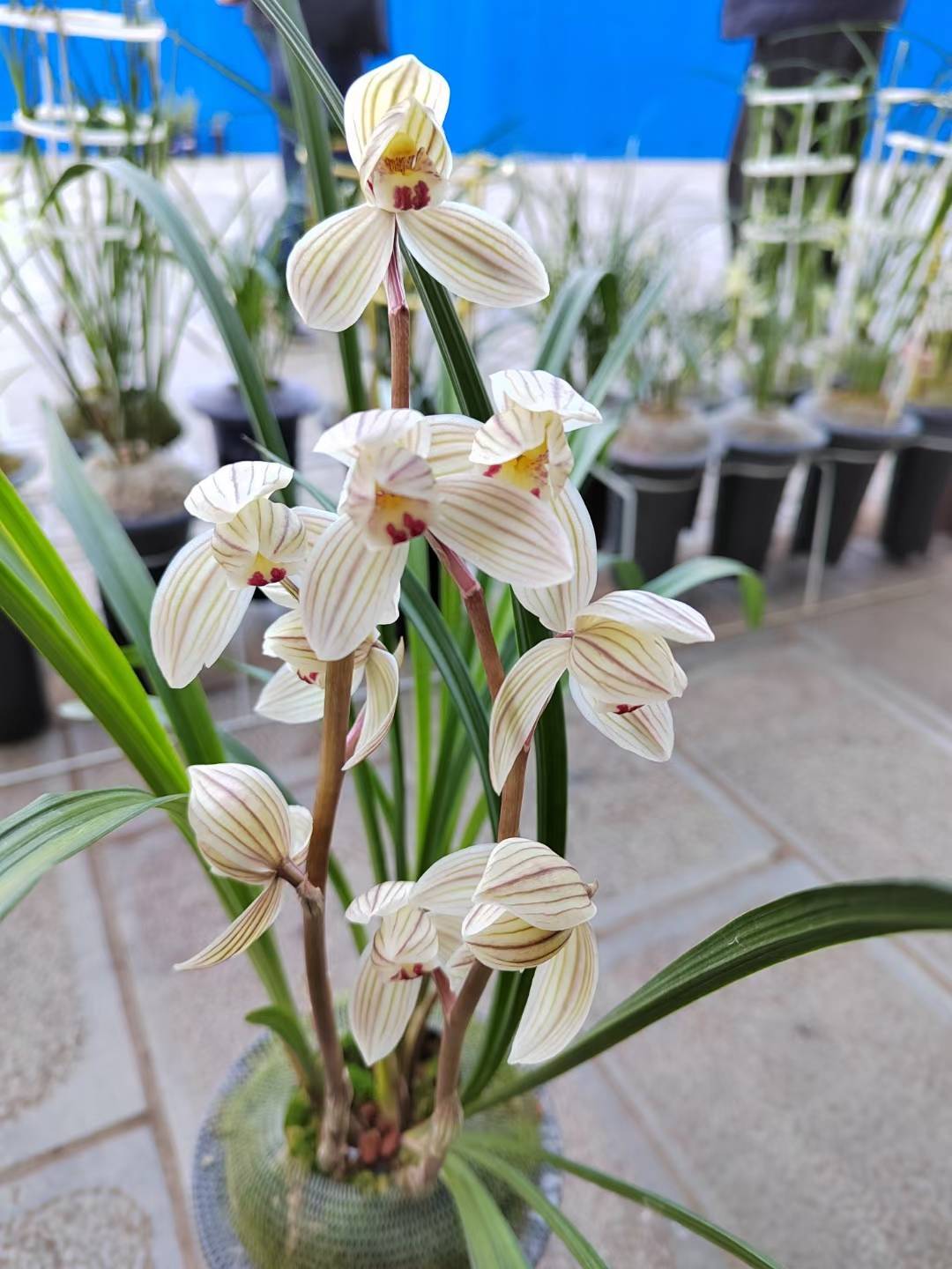 一株株莲瓣兰架起彝州连接世界的桥梁;一朵朵兰花打