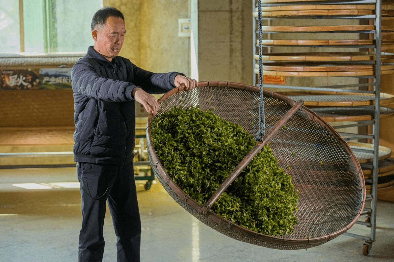 乌龙茶非遗传承人刘金龙:铁了心做好传统铁观音_茶园_茶叶_福建省安溪