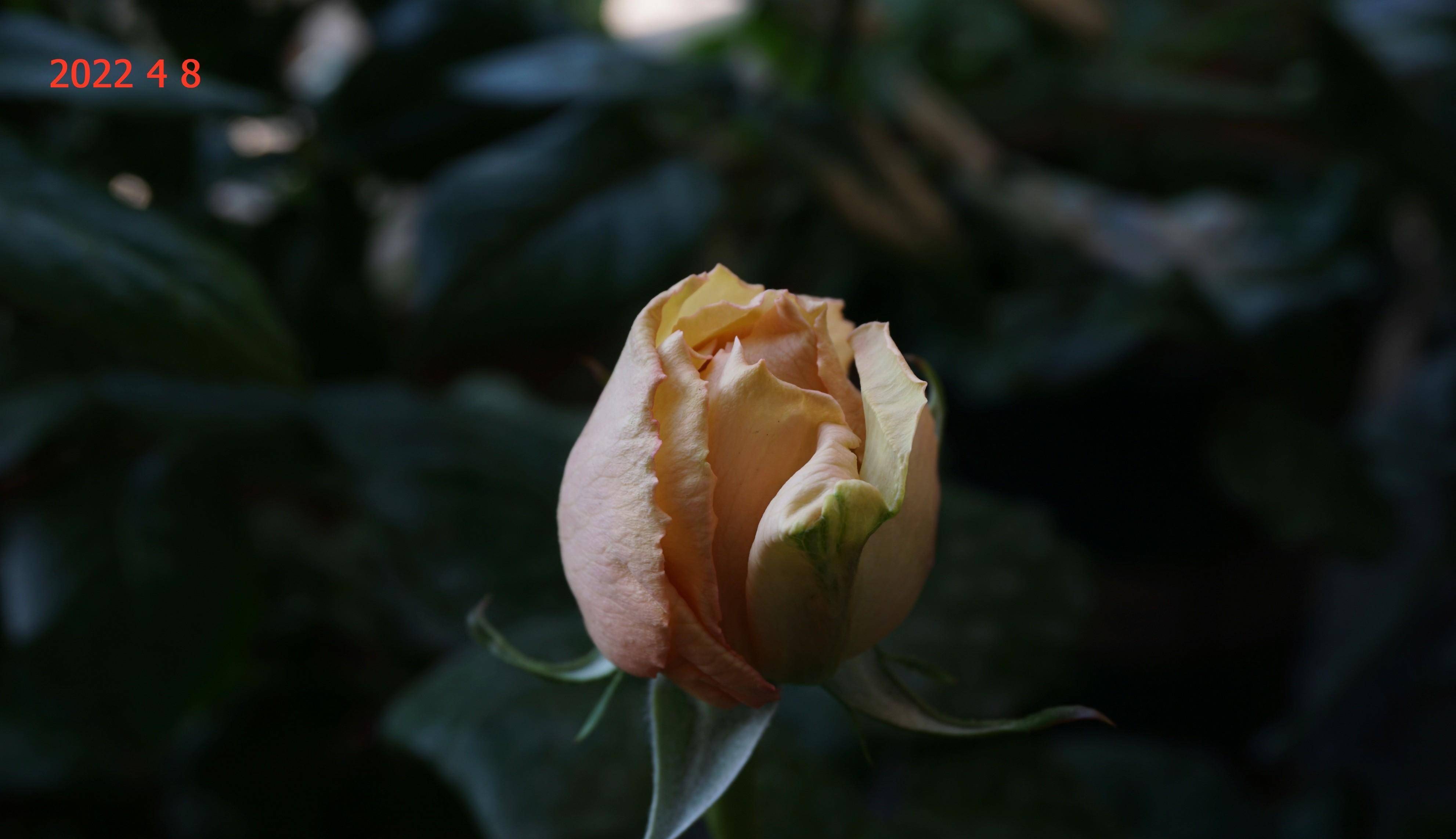 阳台花事(23):月季圣塞西莉亚(st. cecilia )篇_时尚_花瓣_花色