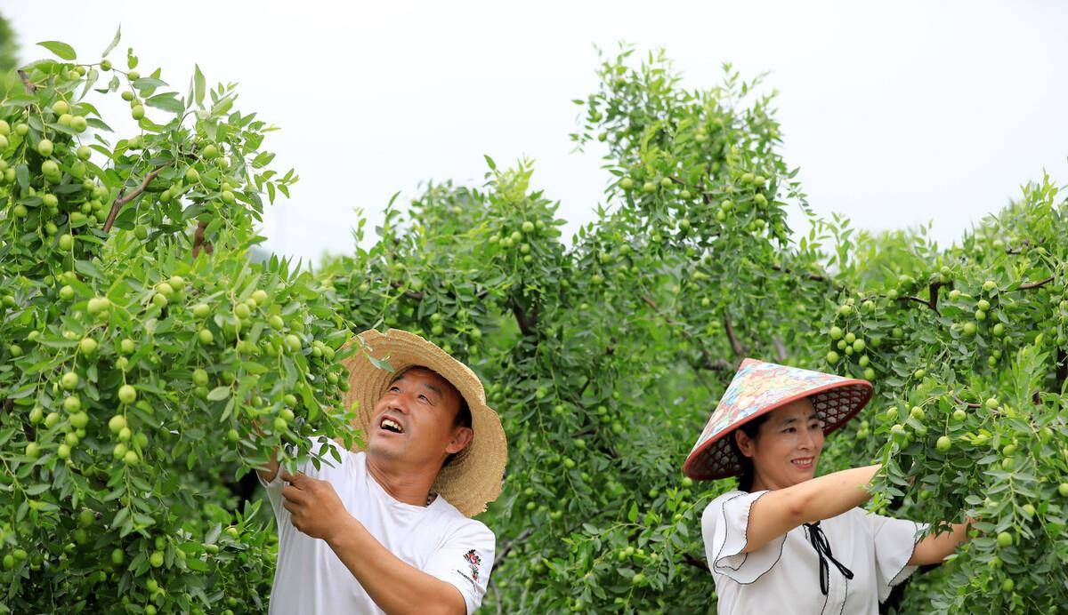 果树环割技术简介这种"小手术"其实有一个很专业的名字,那就是"果树环