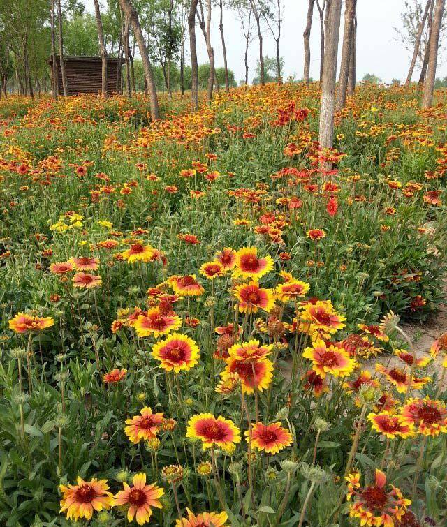 宿根天人菊:花朵繁茂整齐,花色鲜艳,花量大,花期长,生长迅速_cm_全缘