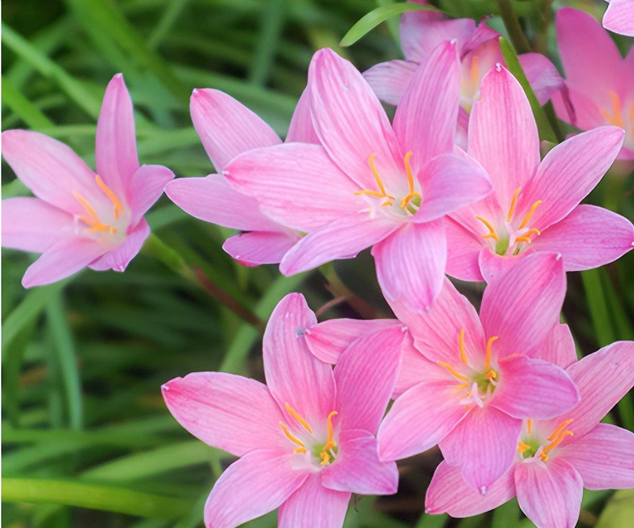 3月种一盆"大蒜花",不怕风雨不怕高温养护简单,夏天开花最多_种球