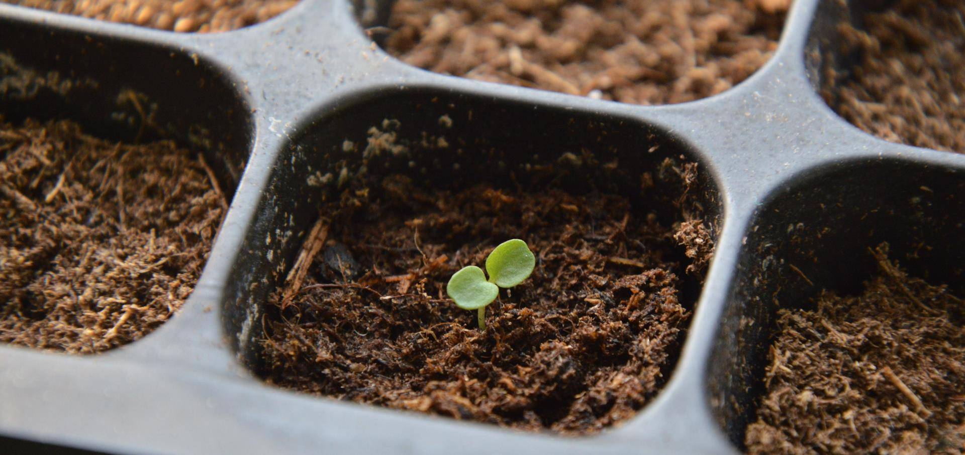 西兰花多久出苗?需要施肥吗?_进行_幼苗_土壤