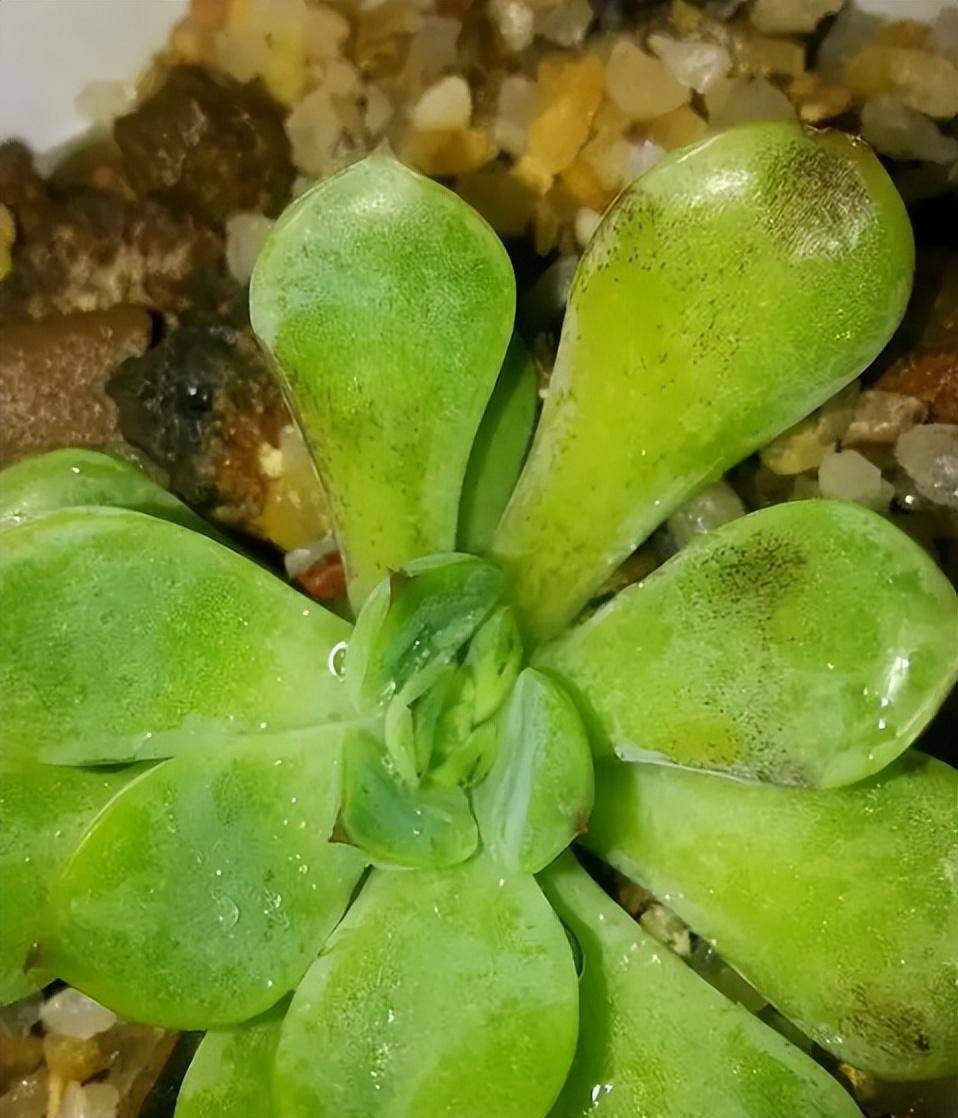 比如蚜虫白粉虱,滋生了以后植株上会密布一些虫子,它们的分泌物就会落