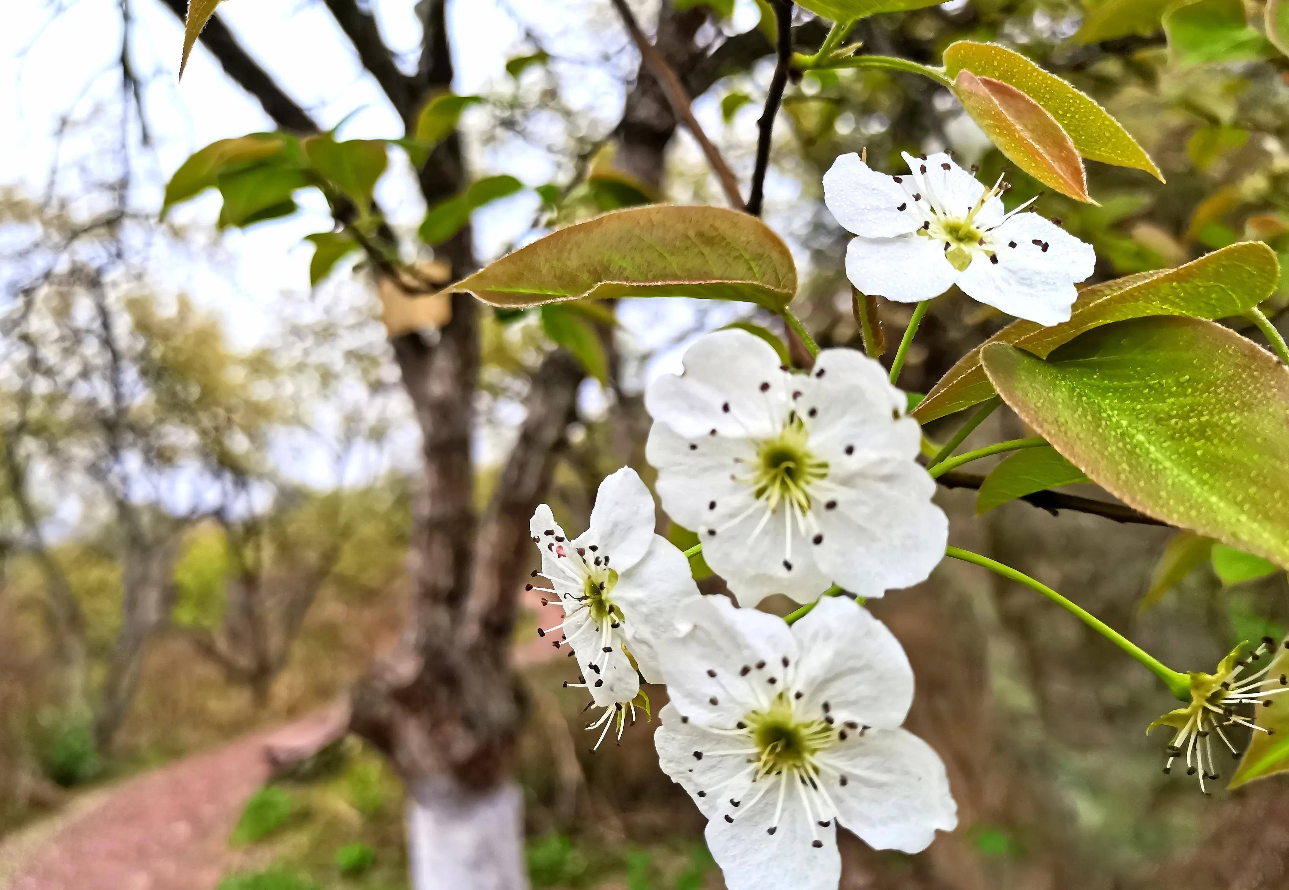 自贡头条#三多寨:你把梨花都看完了,只给我剩下梨树_树枝_老树_擅命