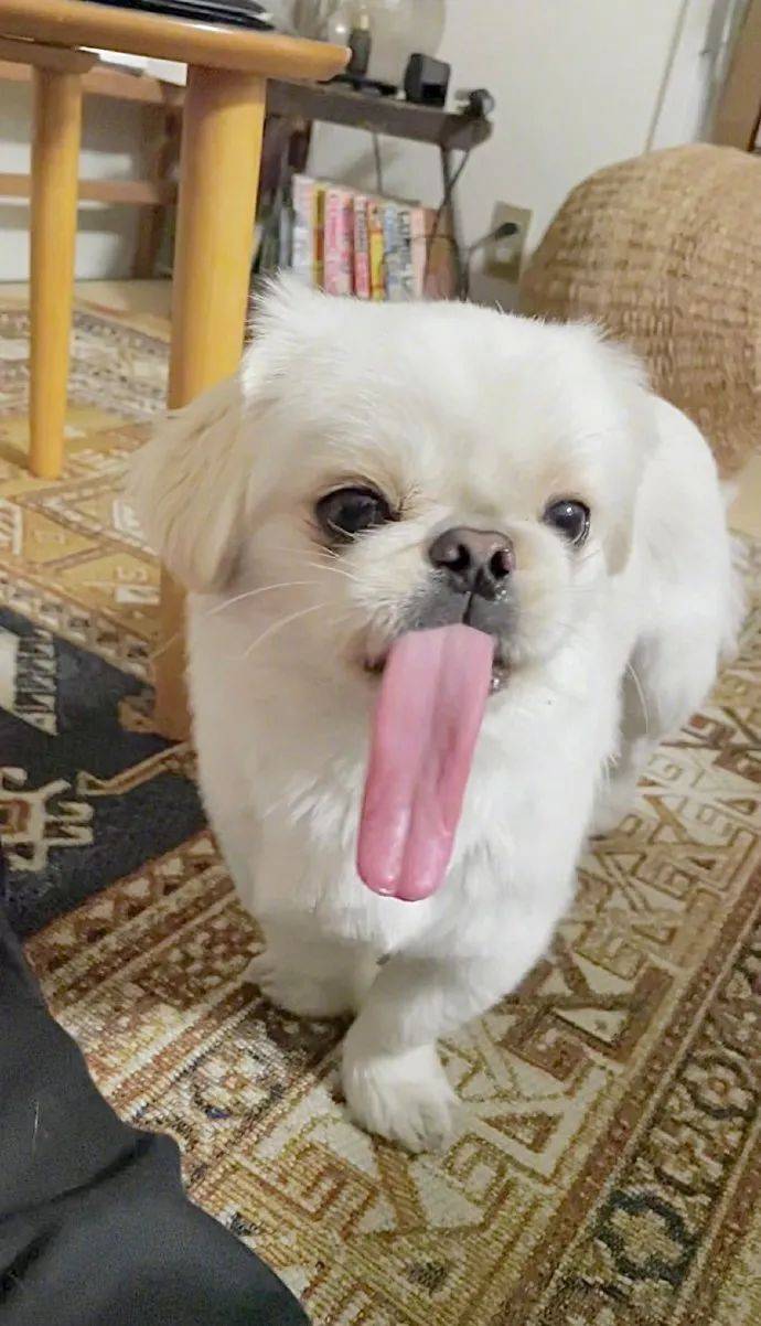 主人晒家里的小京巴,网友惊呆:它舌头也太太太太长了!