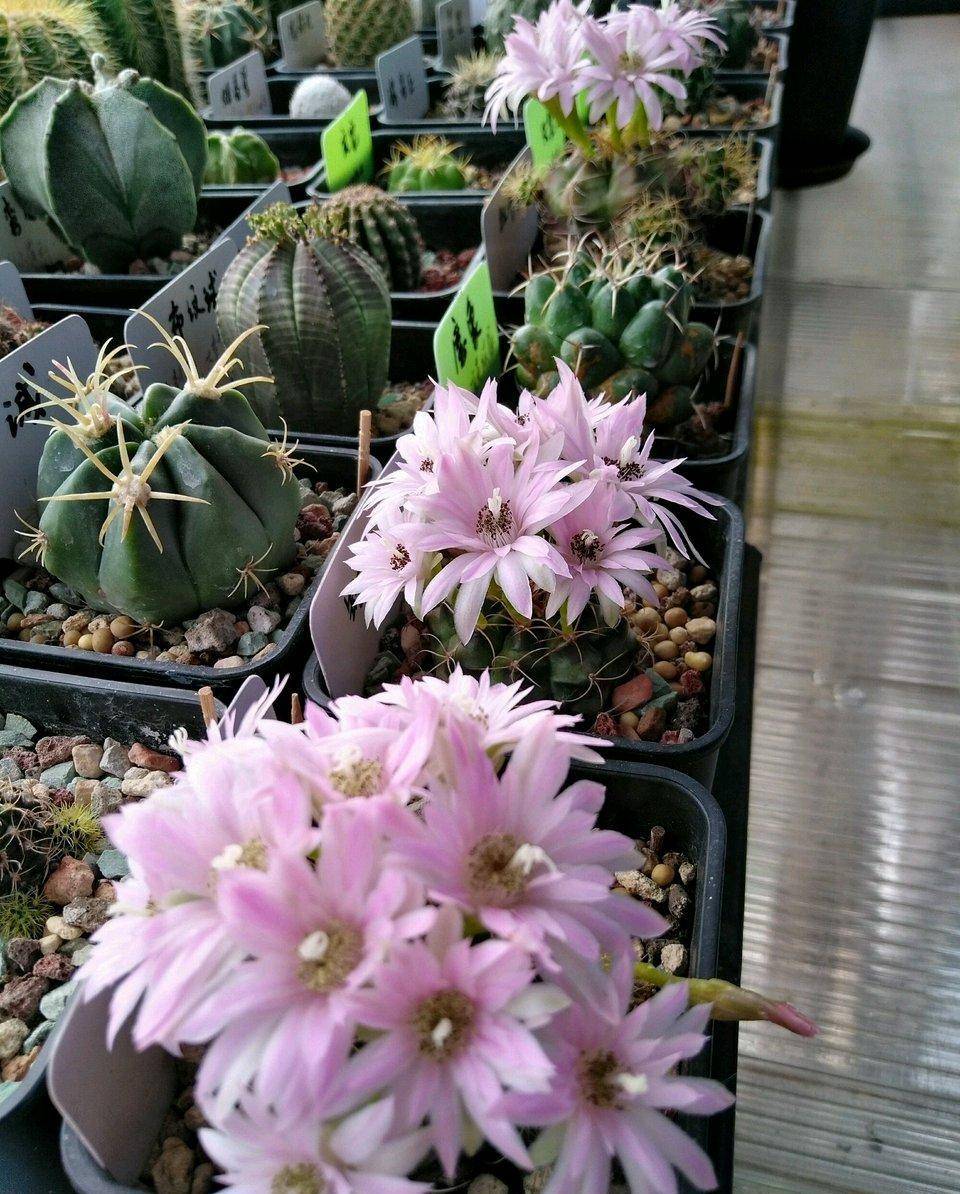 阳台养仙人球,就选"丽蛇牡丹",耐阴好养,颜值高,开花很勤奋_建议_植物