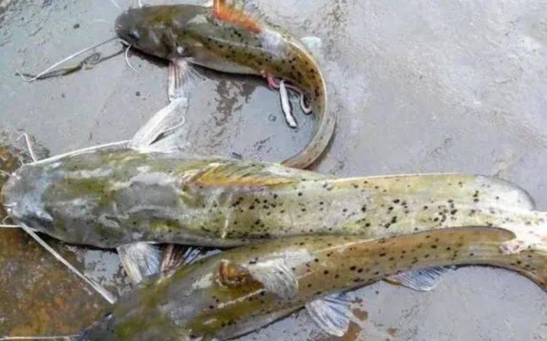 芝麻剑鱼是属于中大型鱼类,常见的野生芝麻剑体长约在30～40厘米,重3