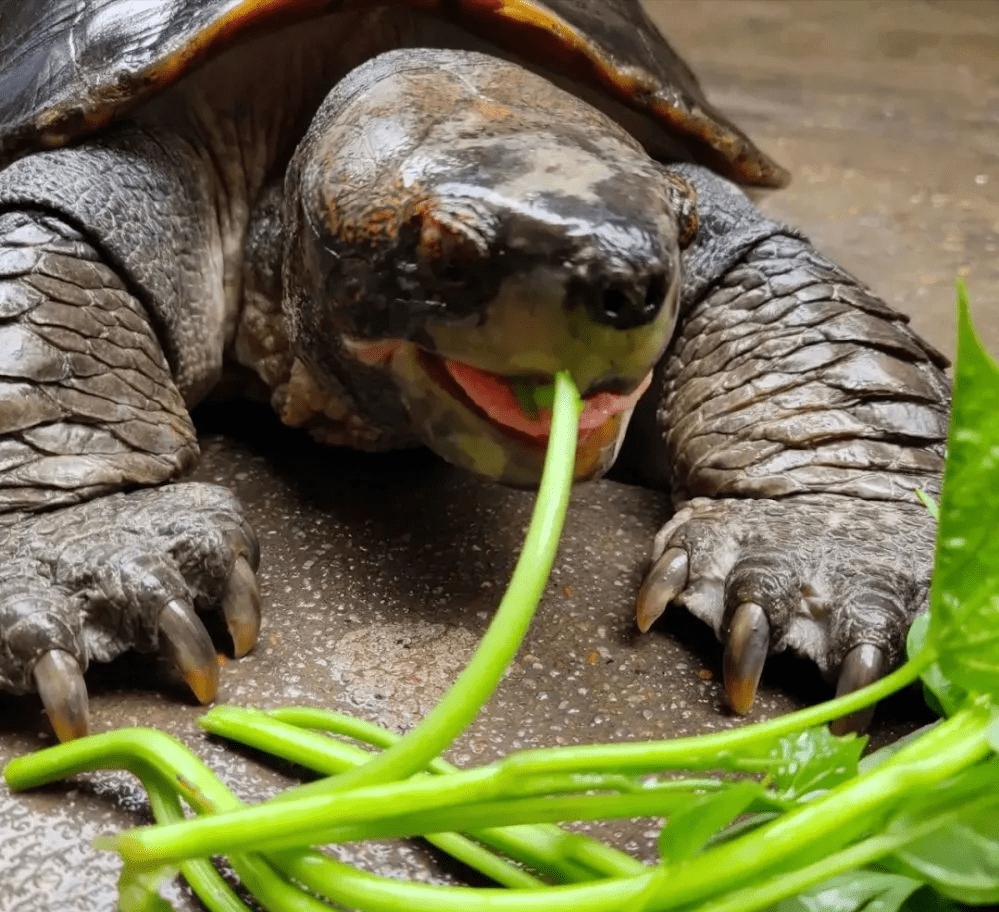乌龟咬人嘴巴搞笑图图片