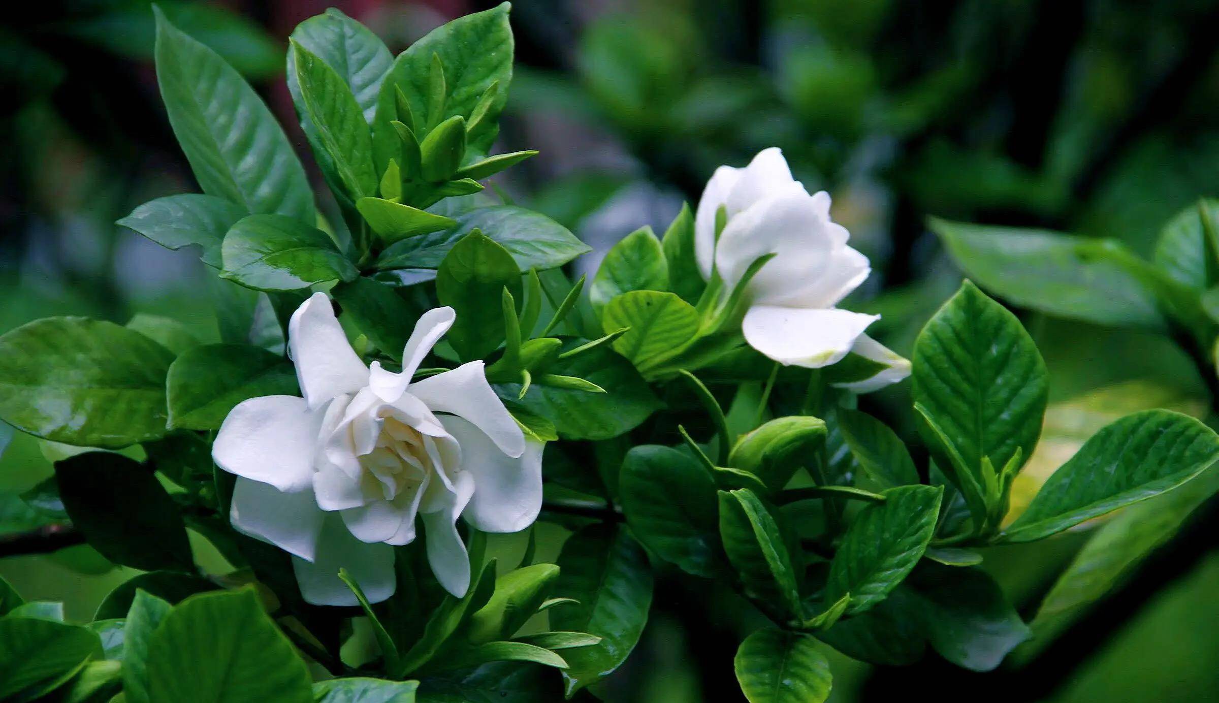 栀子花的开花量和孕蕾期的养护有直接联系,牢记4点,开花满枝头_花苞