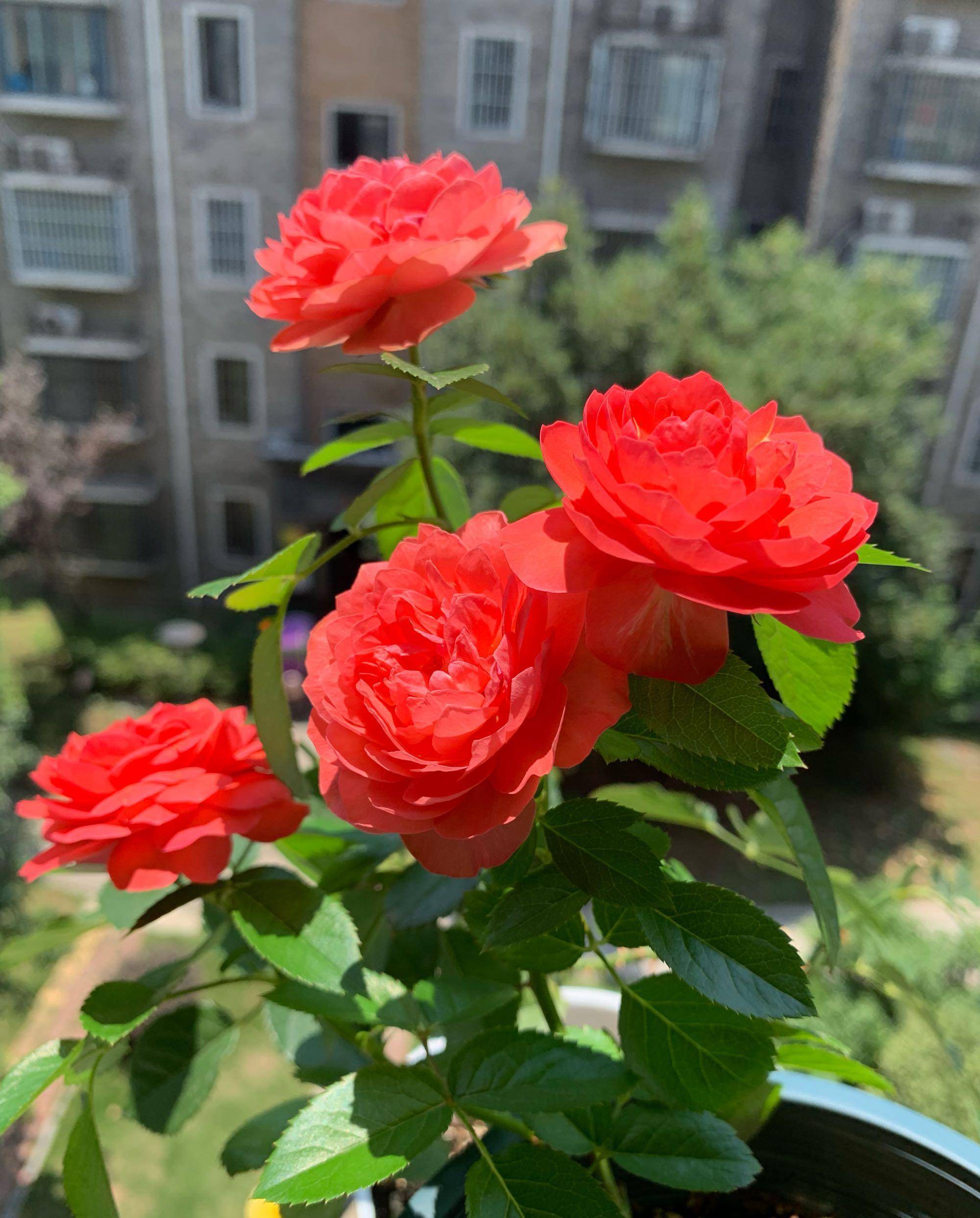 阳台养月季,就选"香奈儿阳台",颜值高,香气怡人,四季有花开_开花_品种