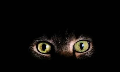 亮瞎我的钛合金狗眼,为什么狗的眼睛会"发光",人却不行_人类_能力