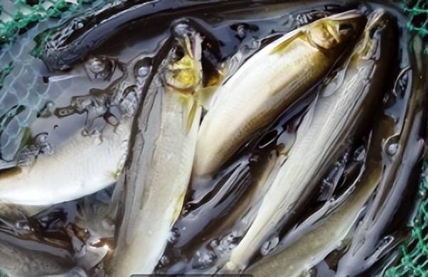 香鱼主要生活在沿海地区的海水与淡水相通的溪流中,以岩石上的底栖