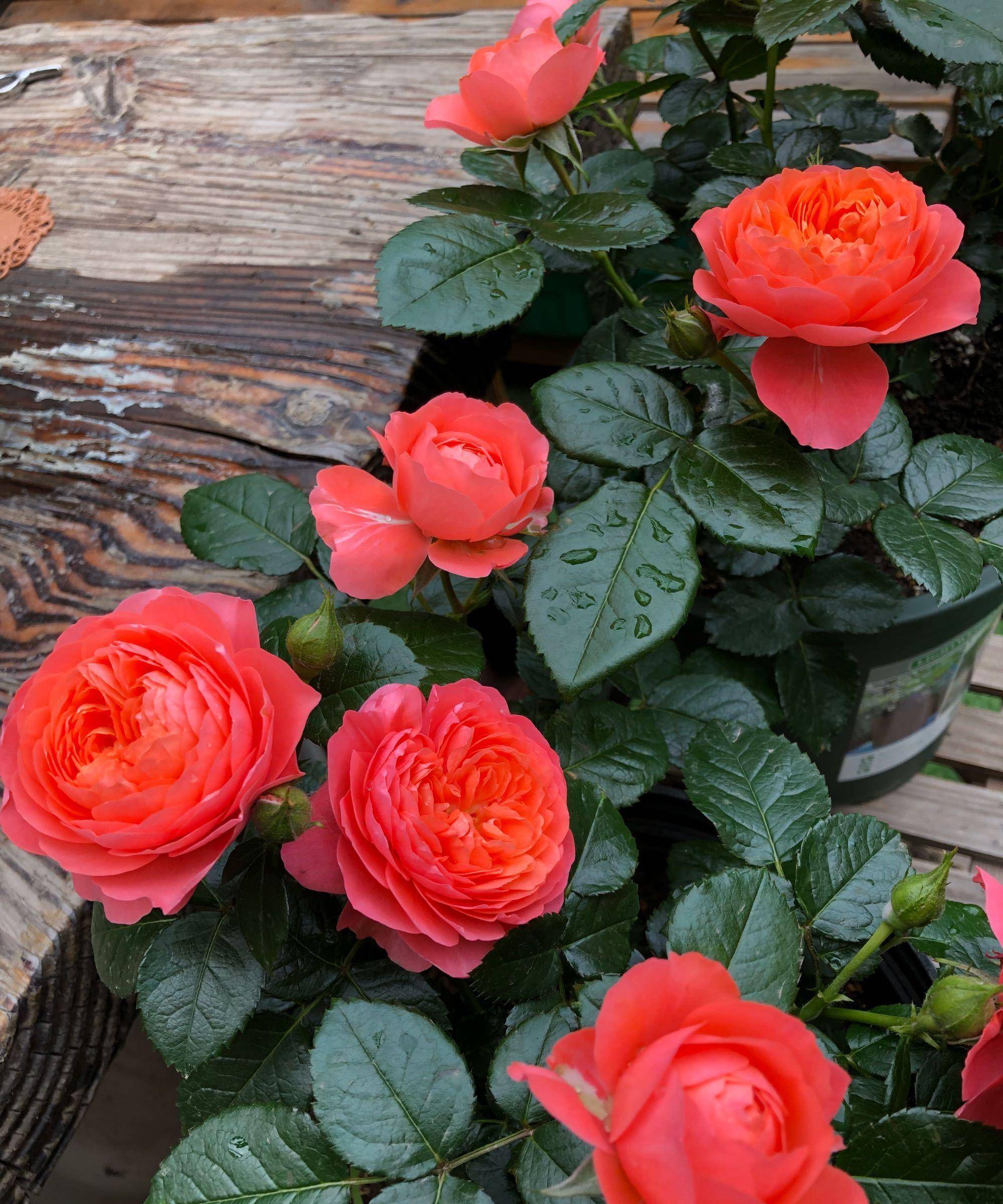 阳台养月季,就选"香奈儿阳台",颜值高,香气怡人,四季有花开_开花_品种