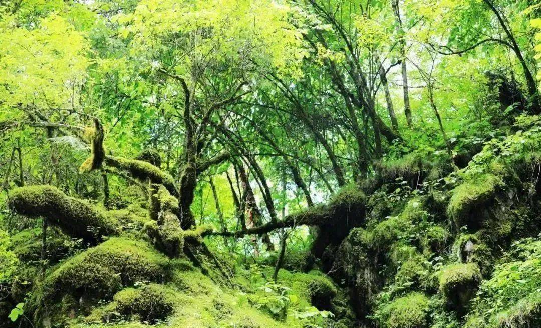 神农架原始森林危险图片