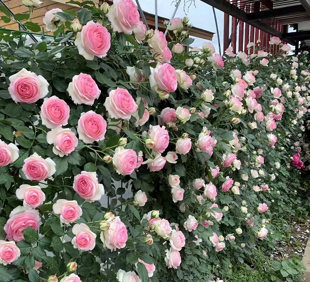 长势旺,开花美,群开"上千朵"-浪漫的"粉色龙沙宝石"_花朵_植株_藤本
