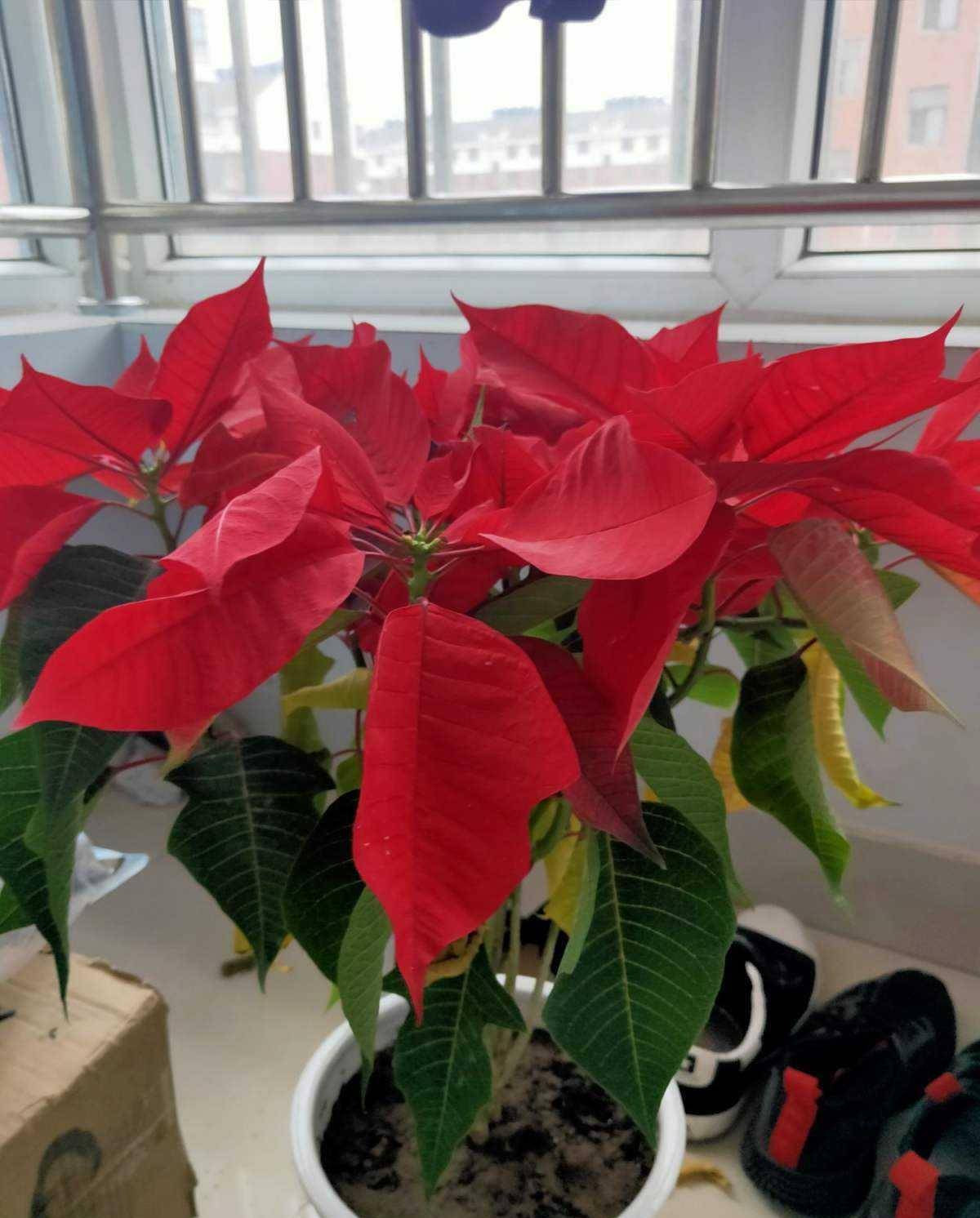 但人们不知道的是,一品红是一种含毒的花,且毒性较强,所以需要最好