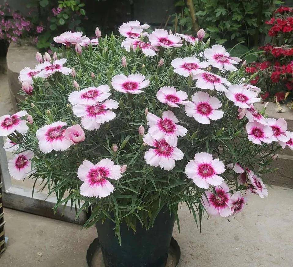 这种花天越热越开花,时尚漂亮,三月抓紧养,开花到年底_大丽花_花朵